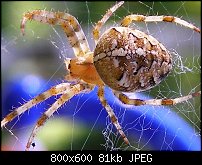 Click image for larger version. 

Name:	spider1.jpg 
Views:	154 
Size:	80.6 KB 
ID:	67375