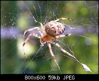 Click image for larger version. 

Name:	spider2.jpg 
Views:	144 
Size:	59.0 KB 
ID:	67376