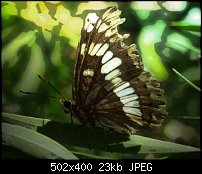Click image for larger version. 

Name:	03_Butterfly3.jpg 
Views:	374 
Size:	23.4 KB 
ID:	6959