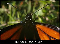 Click image for larger version. 

Name:	Butterfly 039.jpg 
Views:	150 
Size:	52.4 KB 
ID:	72849