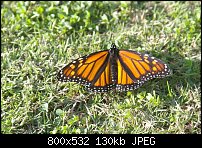 Click image for larger version. 

Name:	Butterfly 017.jpg 
Views:	156 
Size:	129.7 KB 
ID:	72850