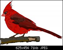 Click image for larger version. 

Name:	Kardinal.jpg 
Views:	133 
Size:	70.6 KB 
ID:	73124