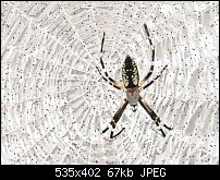 Click image for larger version. 

Name:	SSpider.jpg 
Views:	1939 
Size:	67.1 KB 
ID:	7337