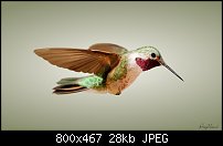 Click image for larger version. 

Name:	humming bird.jpg 
Views:	218 
Size:	28.4 KB 
ID:	77043