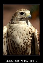 Click image for larger version. 

Name:	hawk2.jpg 
Views:	337 
Size:	57.7 KB 
ID:	79765