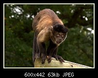 Click image for larger version. 

Name:	monkey.jpg 
Views:	323 
Size:	63.1 KB 
ID:	79766