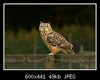Click image for larger version. 

Name:	owl.jpg 
Views:	319 
Size:	49.1 KB 
ID:	79767