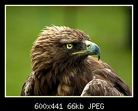 Click image for larger version. 

Name:	eagle.jpg 
Views:	323 
Size:	66.2 KB 
ID:	79768