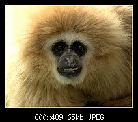 Click image for larger version. 

Name:	Gibbon.jpg 
Views:	325 
Size:	65.0 KB 
ID:	79770
