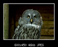 Click image for larger version. 

Name:	Great grey owl.jpg 
Views:	326 
Size:	45.9 KB 
ID:	79772