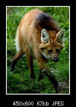 Click image for larger version. 

Name:	maned wolf.jpg 
Views:	333 
Size:	66.7 KB 
ID:	79774