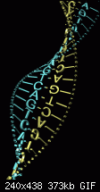 Click image for larger version. 

Name:	dna5a txt anim.gif 
Views:	228 
Size:	373.5 KB 
ID:	81270