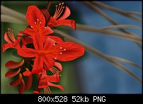 Click image for larger version. 

Name:	Crocosmia.jpg 
Views:	303 
Size:	51.7 KB 
ID:	87211