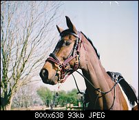 Click image for larger version. 

Name:	Horse.jpg 
Views:	403 
Size:	93.0 KB 
ID:	87328