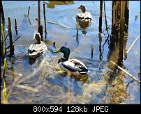 Click image for larger version. 

Name:	ducks.jpg 
Views:	308 
Size:	127.5 KB 
ID:	88261