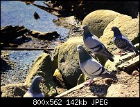Click image for larger version. 

Name:	pidgeons.jpg 
Views:	320 
Size:	142.1 KB 
ID:	88266