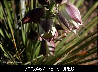 Click image for larger version. 

Name:	Yucca Blossoms.jpg 
Views:	231 
Size:	78.1 KB 
ID:	89200