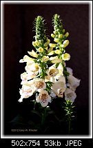 Click image for larger version. 

Name:	Fox Gloves.jpg 
Views:	243 
Size:	53.0 KB 
ID:	89201