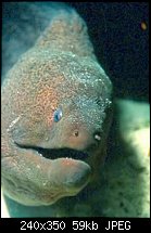 Click image for larger version. 

Name:	moray eel.jpg 
Views:	185 
Size:	59.0 KB 
ID:	92464