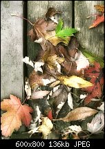 Click image for larger version. 

Name:	Autumn-leaves_1499-copy.jpg 
Views:	221 
Size:	135.8 KB 
ID:	92743