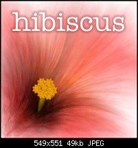Click image for larger version. 

Name:	hibiscus1.jpg 
Views:	407 
Size:	48.7 KB 
ID:	9486