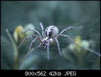 Click image for larger version. 

Name:	spider_by_valiunic-d6failv.jpg 
Views:	102 
Size:	41.8 KB 
ID:	98453